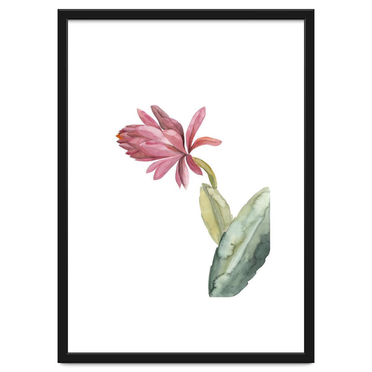 Botanical Illustration Pink Cactus Flower