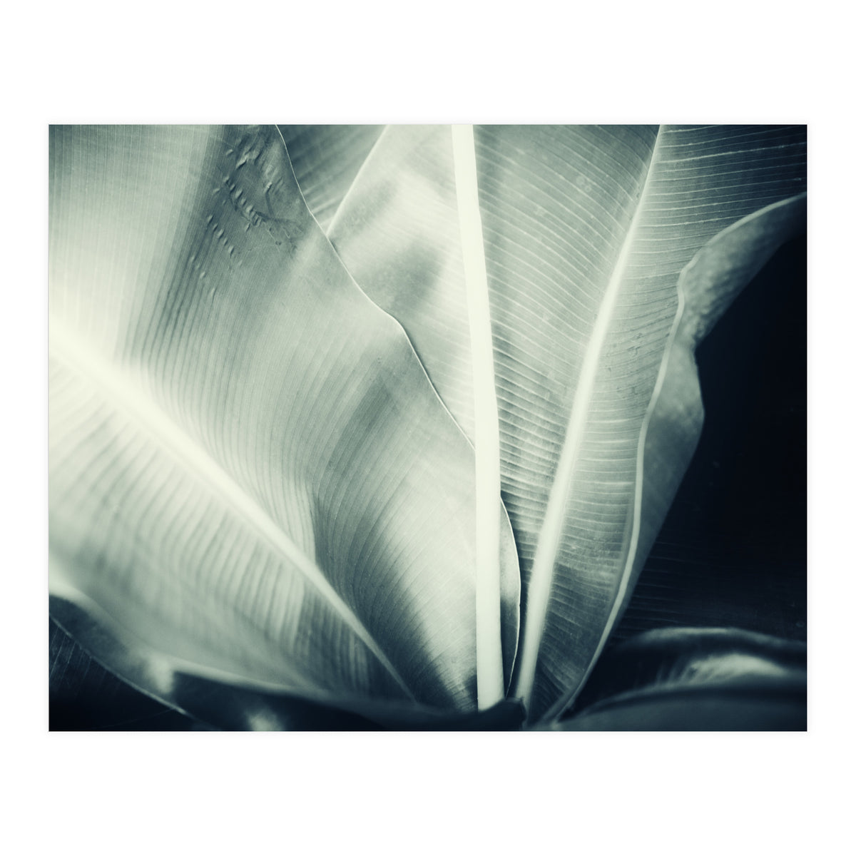 botanical 1 (Print Only)