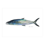 Fish Sierra (Print Only) thumbnail