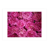 Rose Garden  (Print Only) thumbnail