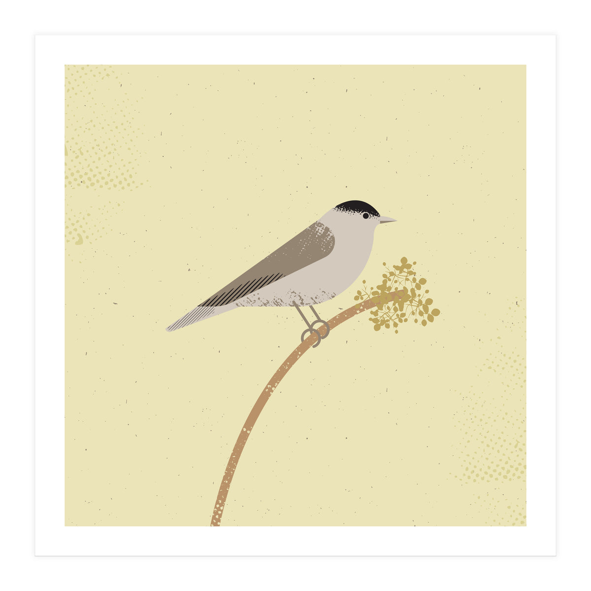 Blackcap  (Print Only)