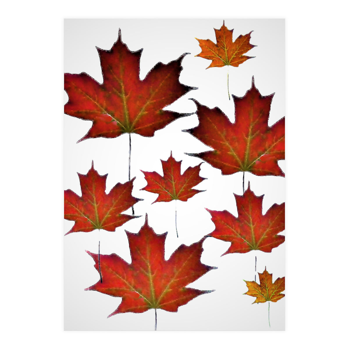 Autumn  leaves (Print Only)