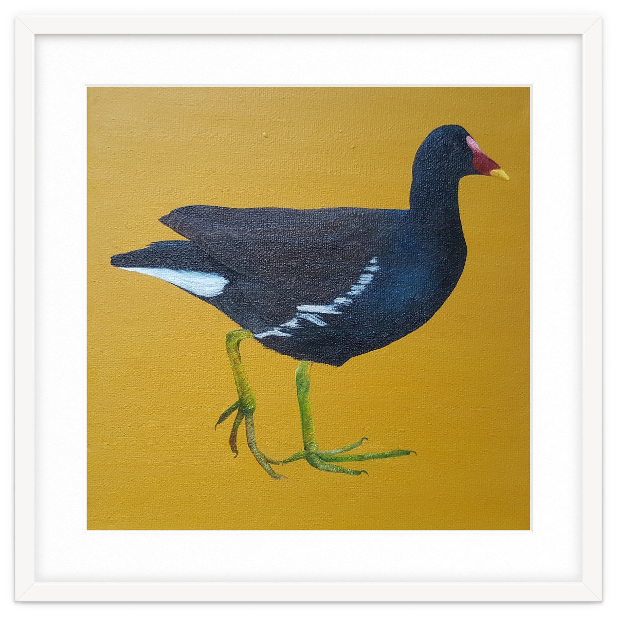 Moorhen