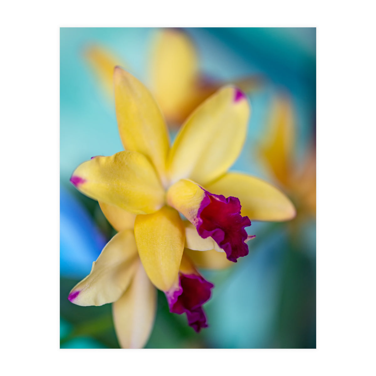Cattleya Orchidee (Print Only)