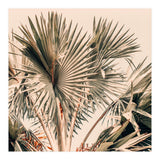 Morning Star (Print Only) thumbnail