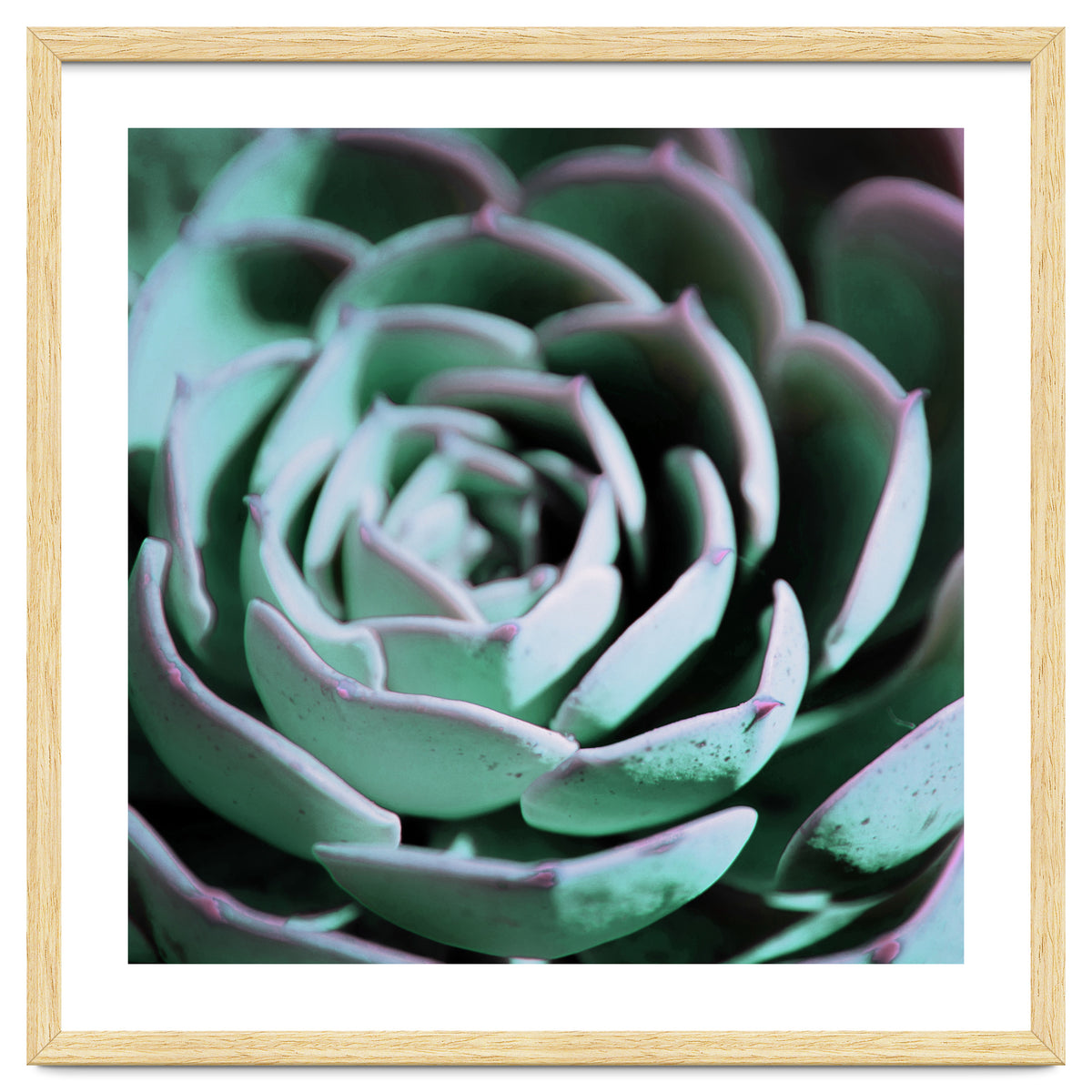 DARKSIDE OF SUCCULENTS III-A