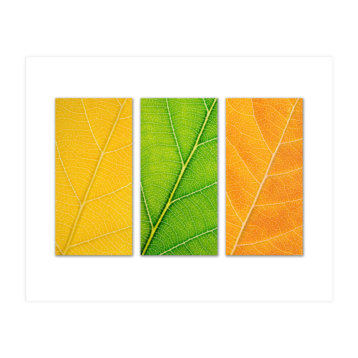 Autumn Leaves (Print Only)