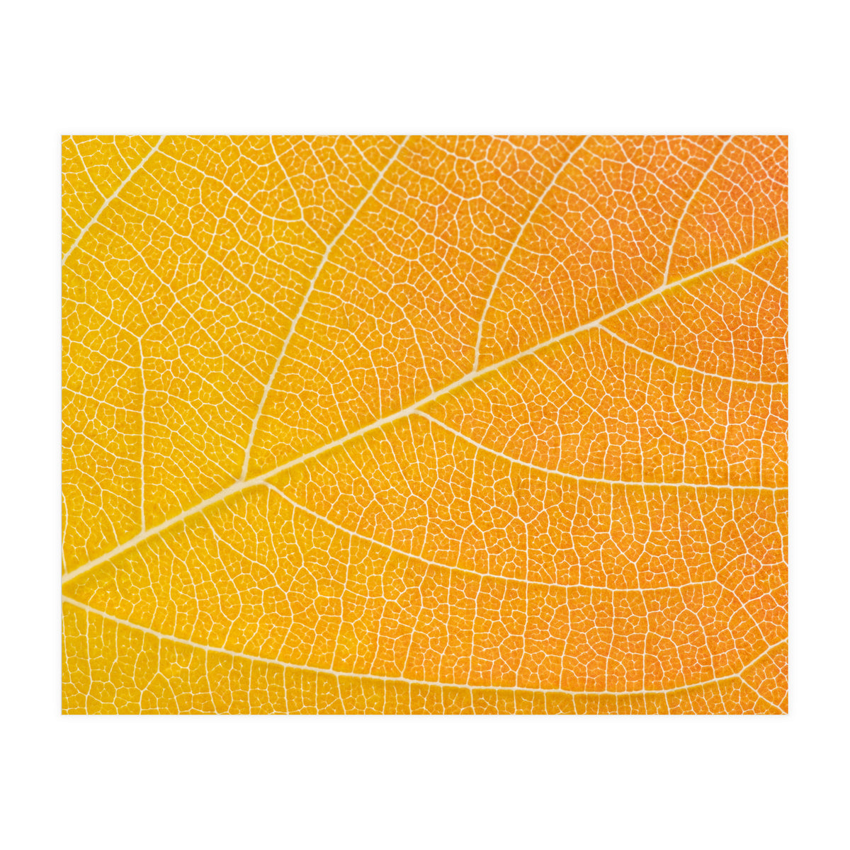 Autumn Leaf (Print Only)