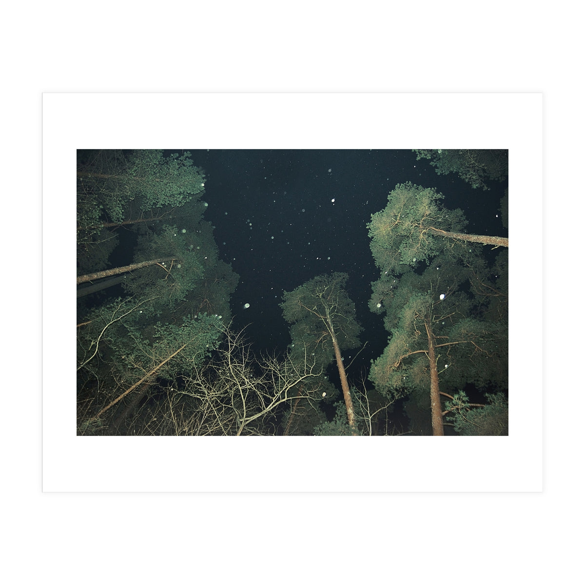 Broccoli (Print Only)