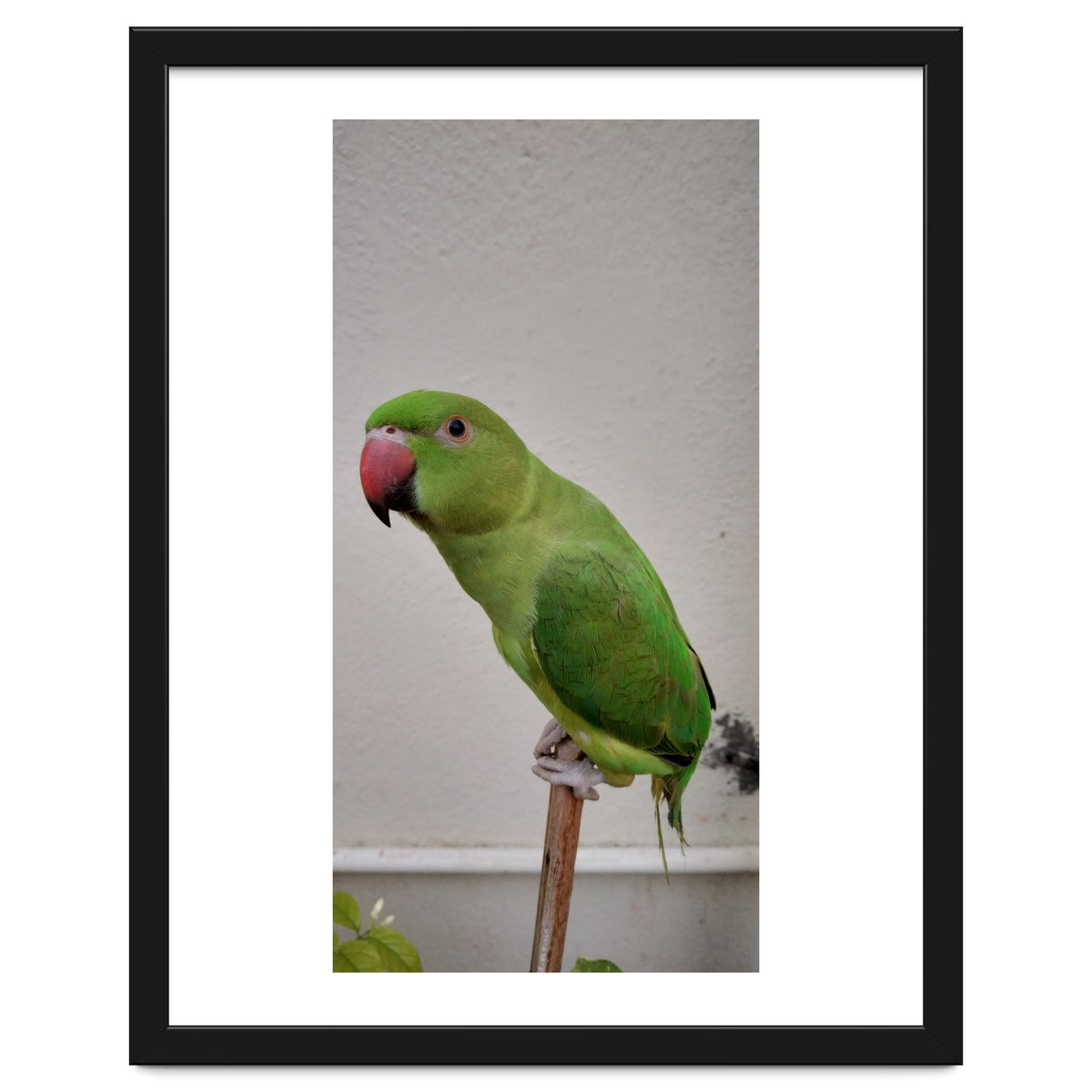 Beautiful Indian Parakeet
