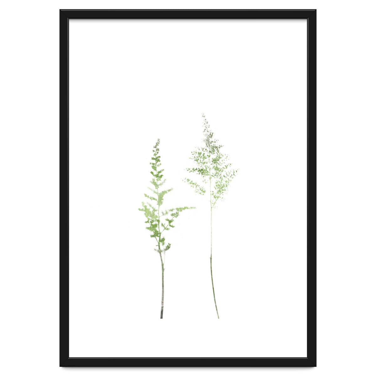 Olive Green Astilbe