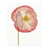 Cc Poppy 06 (Print Only) thumbnail