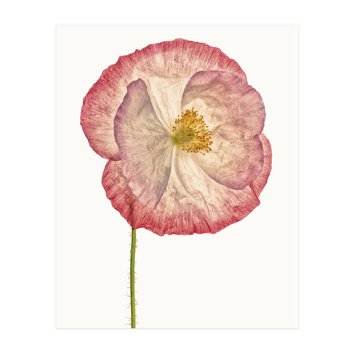 Cc Poppy 06 (Print Only)