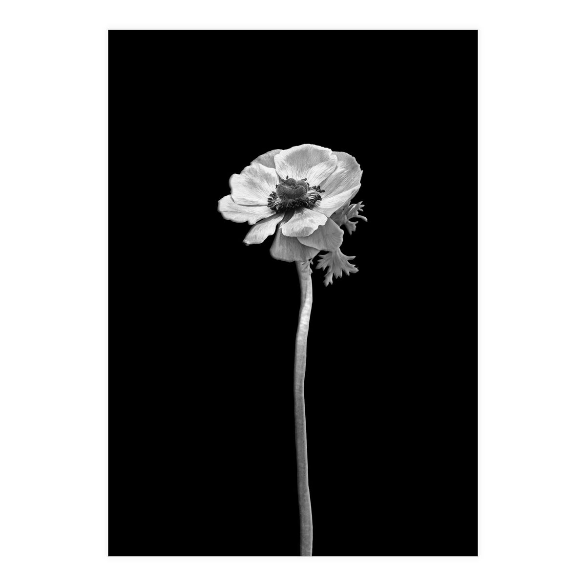 Anemone coronaria | dark design  (Print Only)