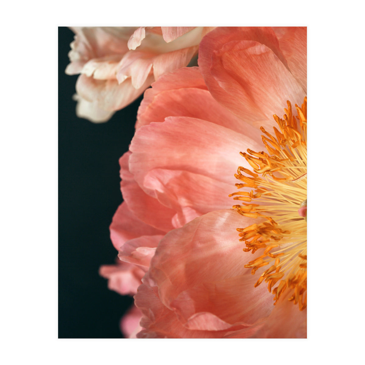 Coral Charm #2  (Print Only)