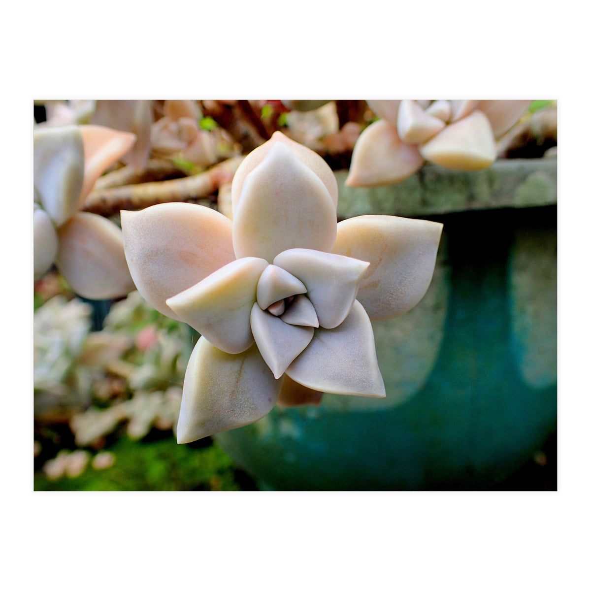 Succulent Love (Print Only)