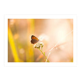 Butterfly (Print Only) thumbnail