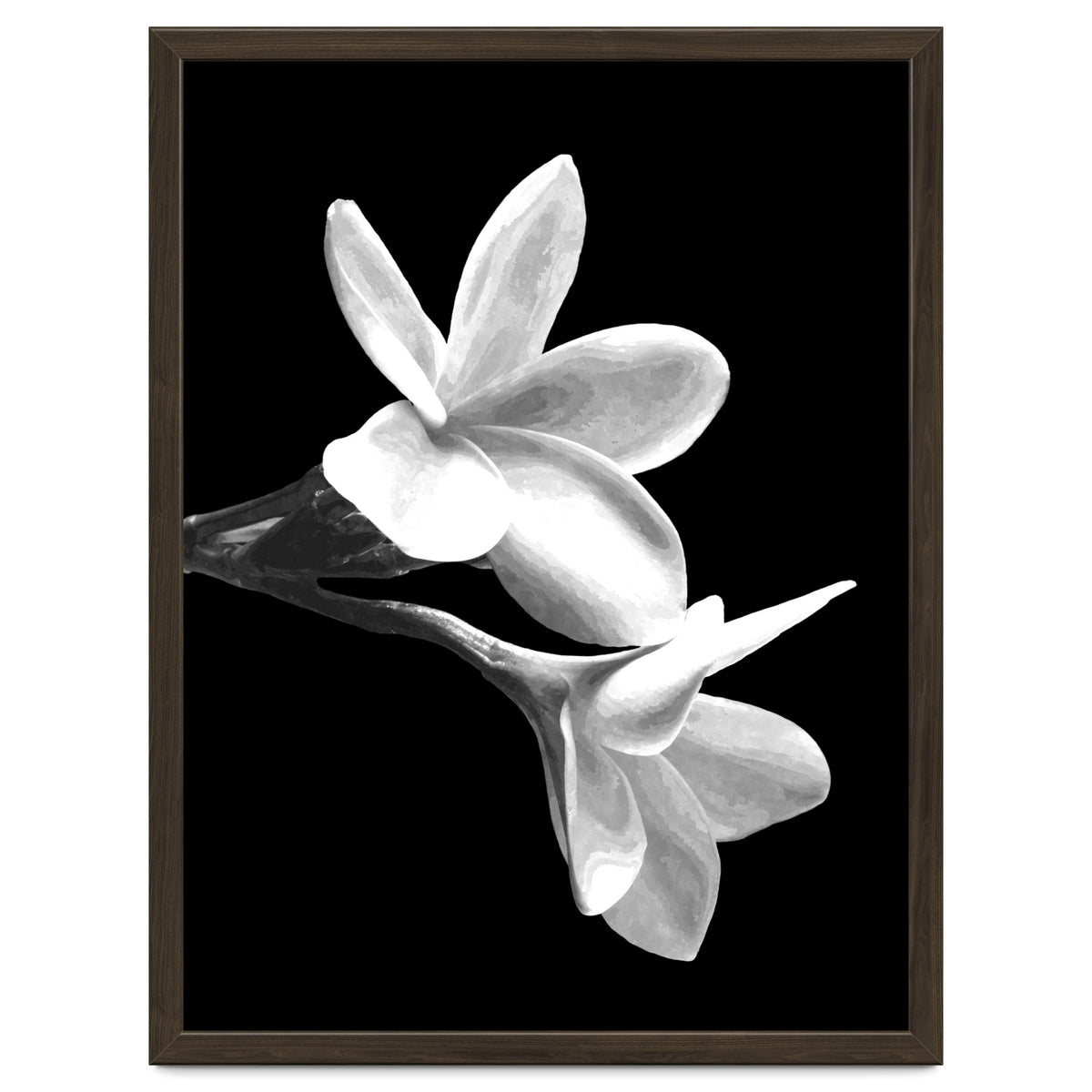 Black and White Flowers