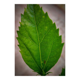 Hibiscus Plant Petal (Print Only) thumbnail