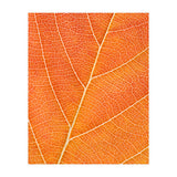 Autumn Leaf (Print Only) thumbnail