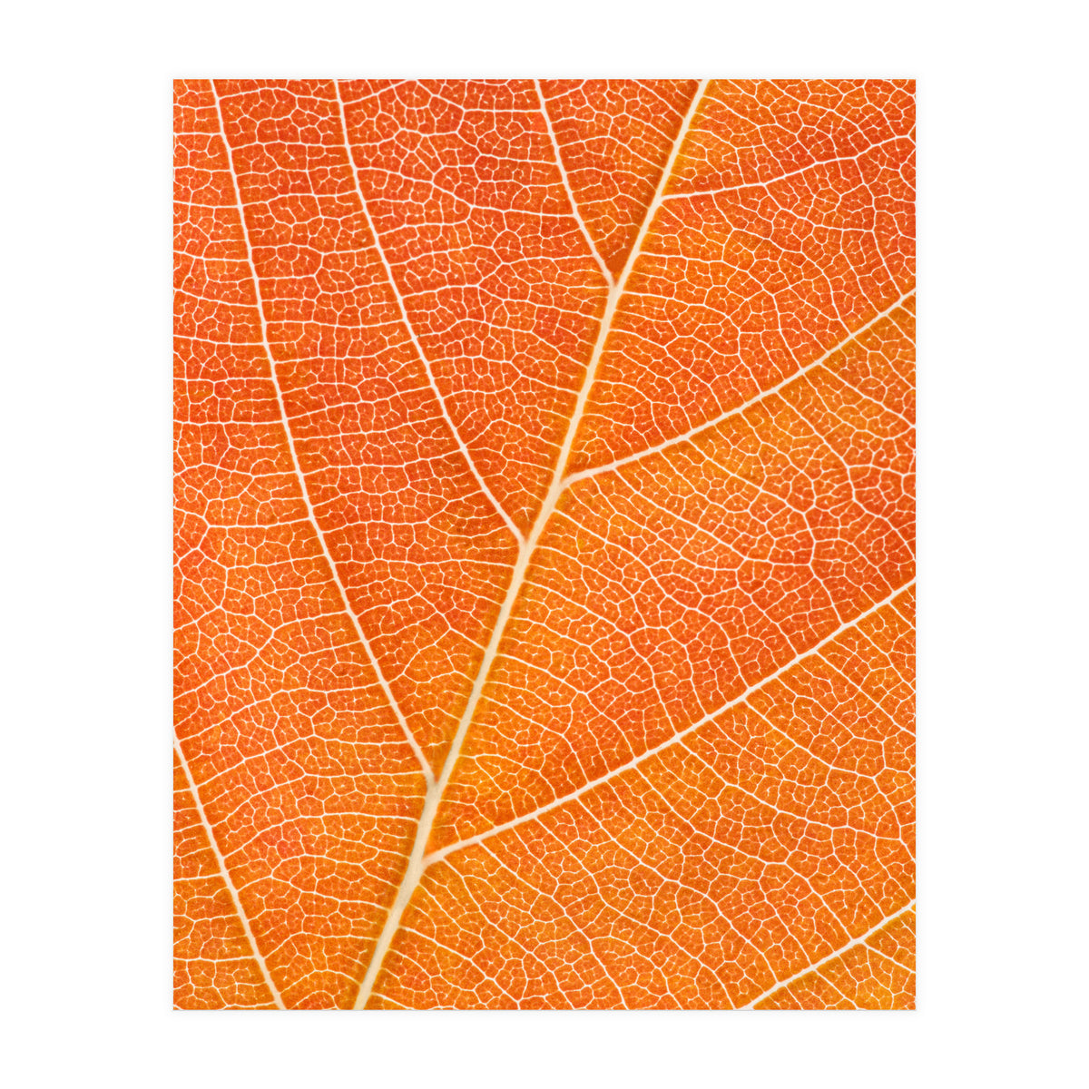 Autumn Leaf (Print Only)