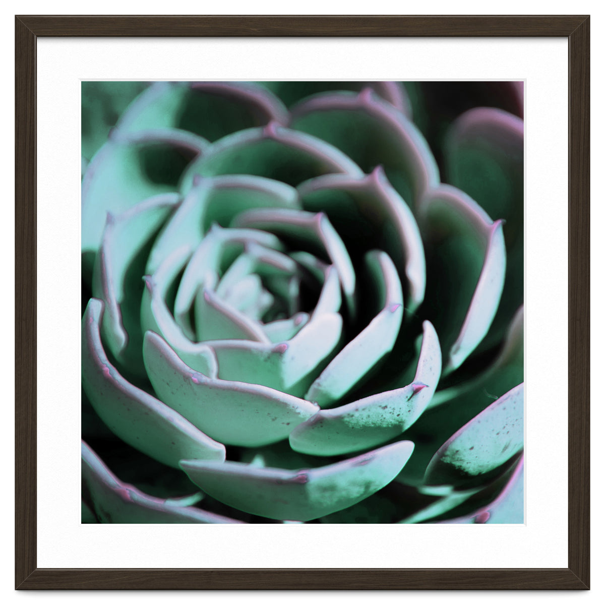 DARKSIDE OF SUCCULENTS III-A