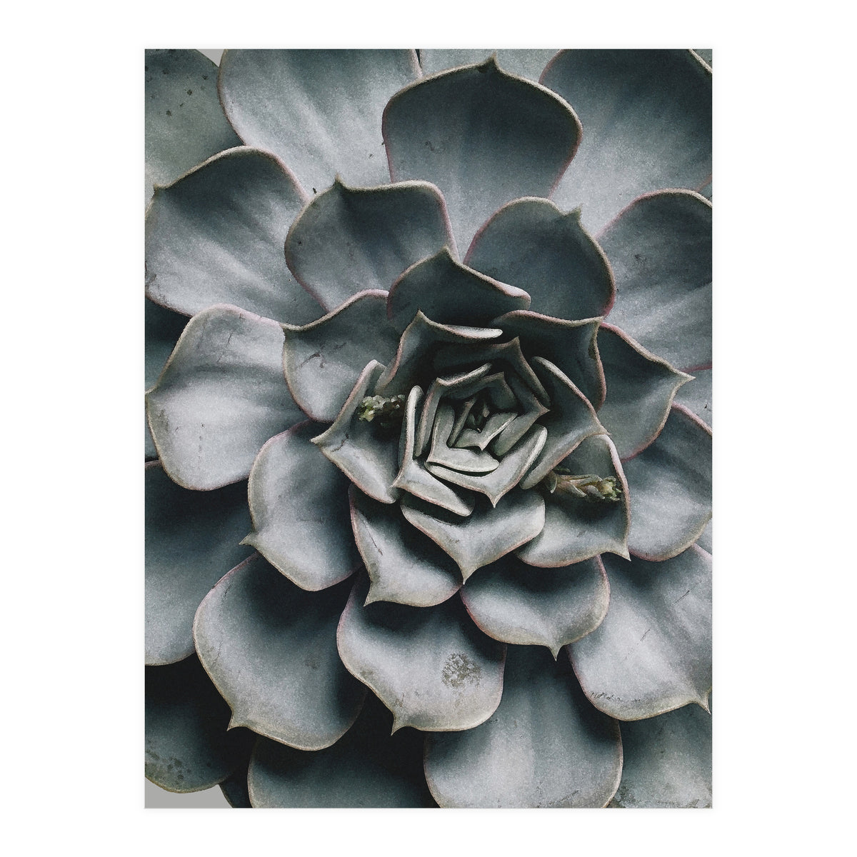 pianta grassa (Print Only)