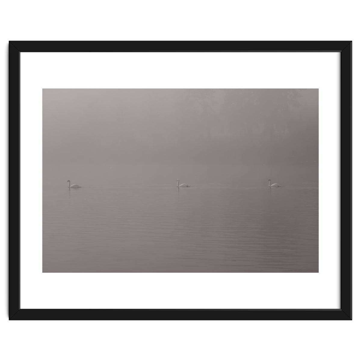 Swans in the mist