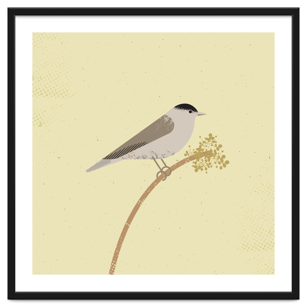 Blackcap