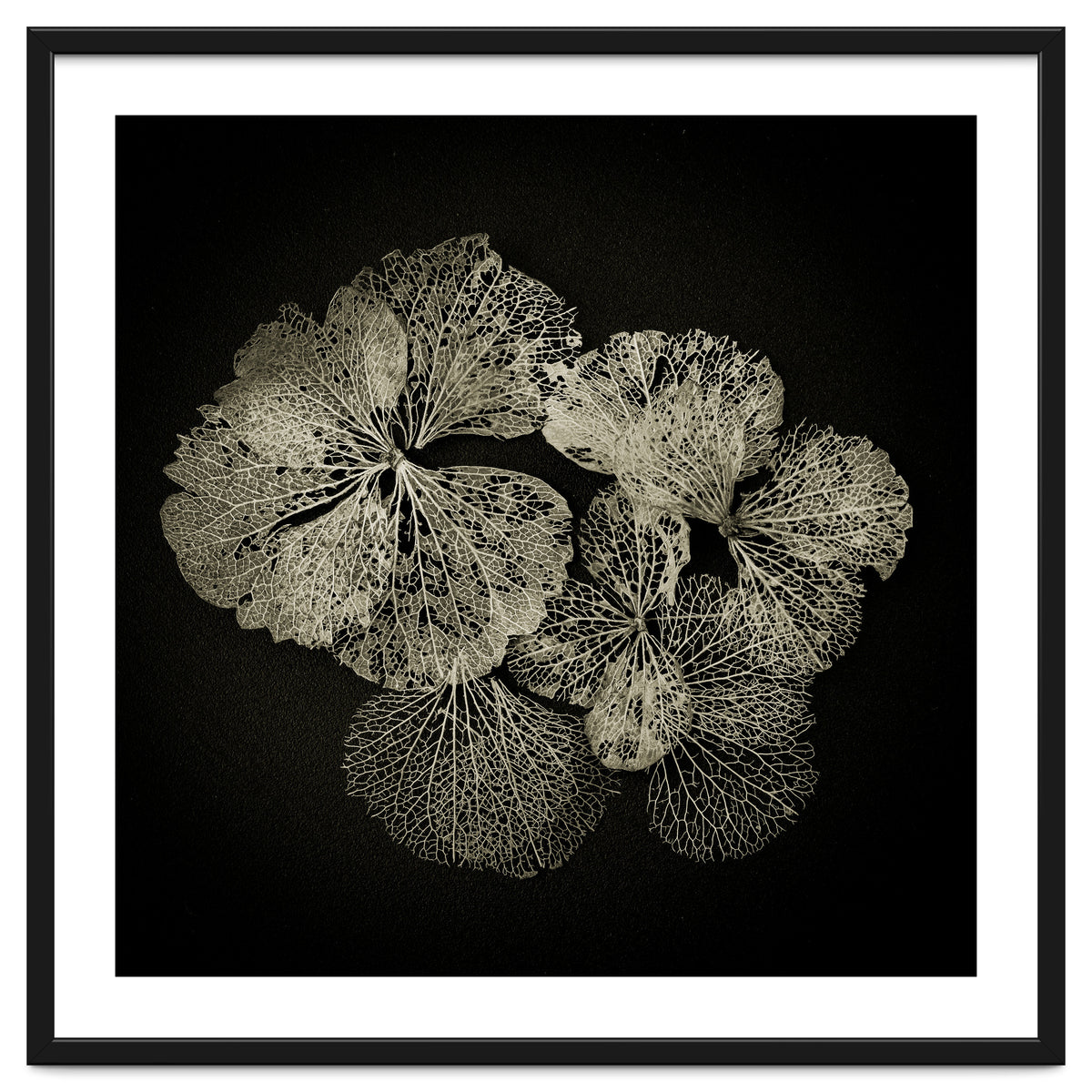 Hydrangea Petals