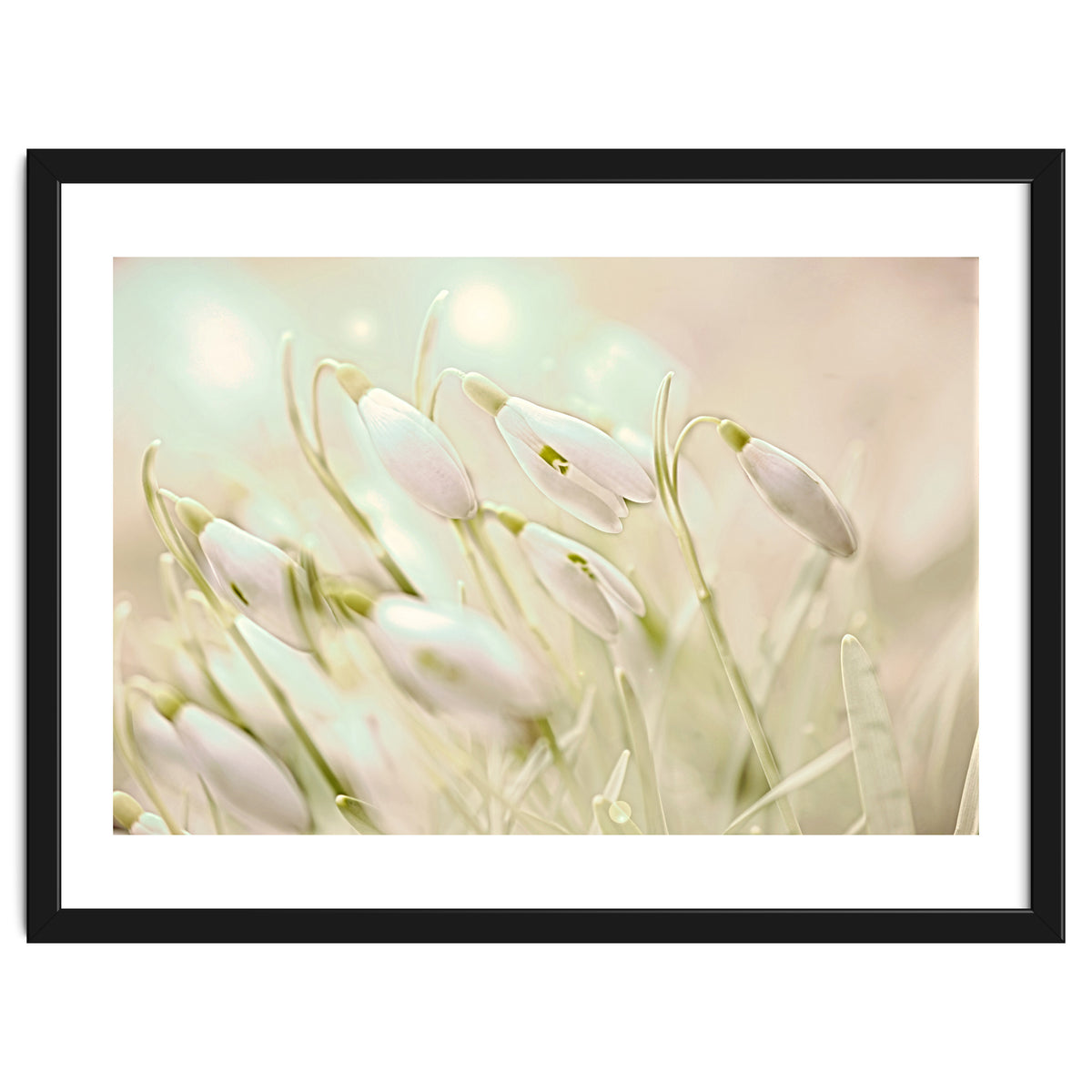 Enchanting Snowdrops