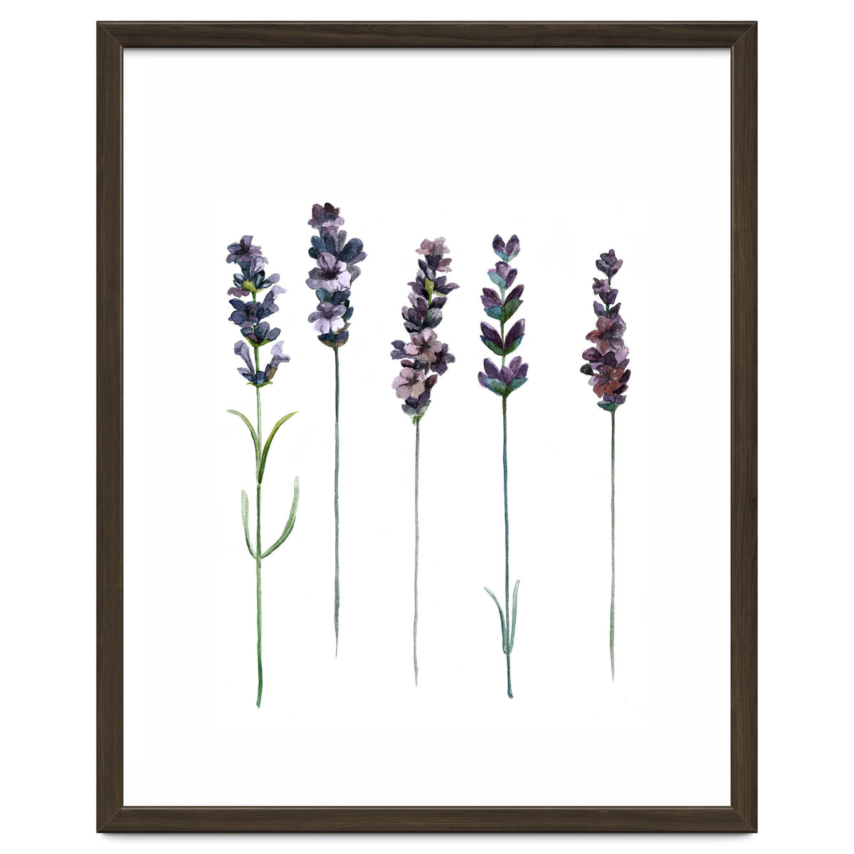 Botanical Illustration Lavender