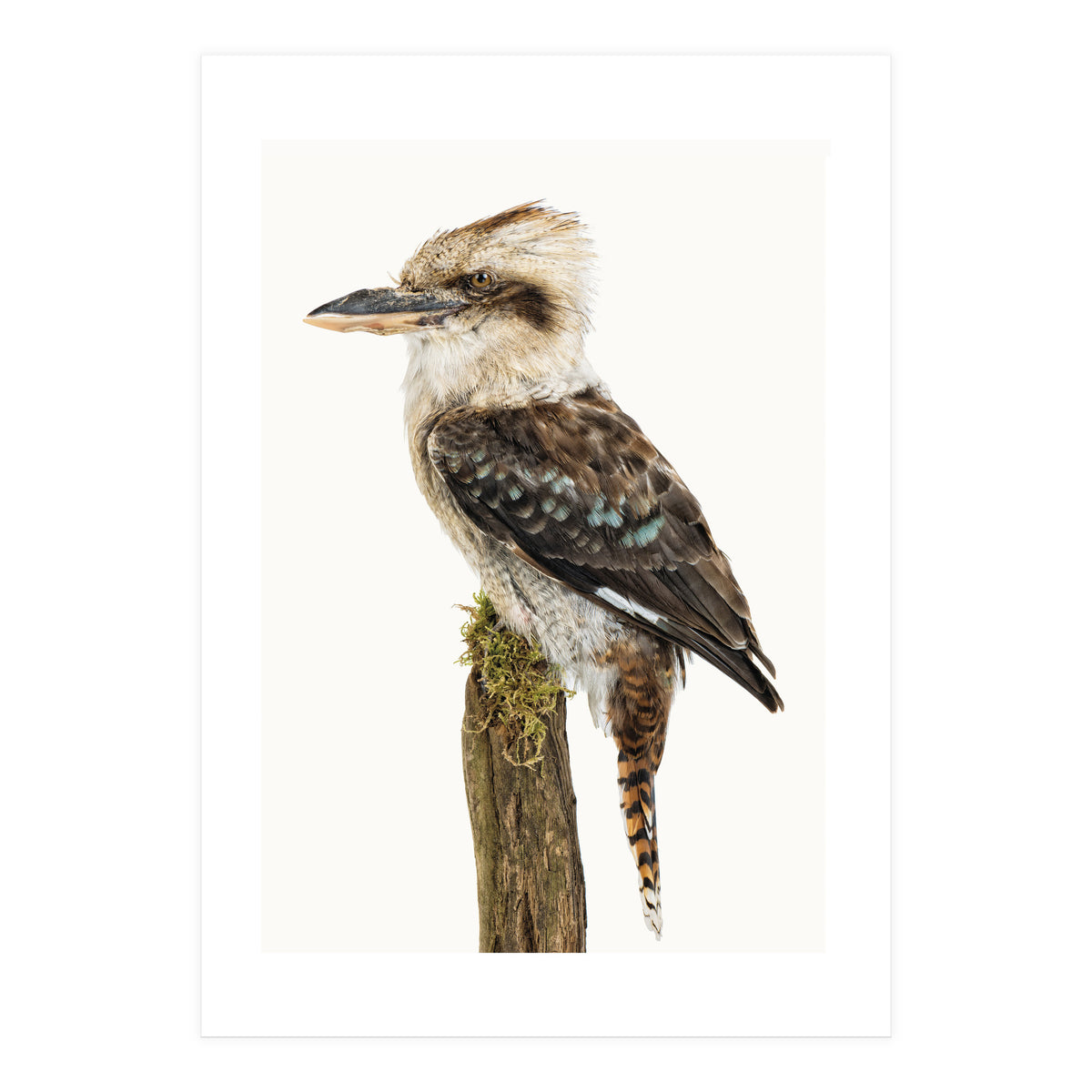 Cc Birds 08 (Print Only)