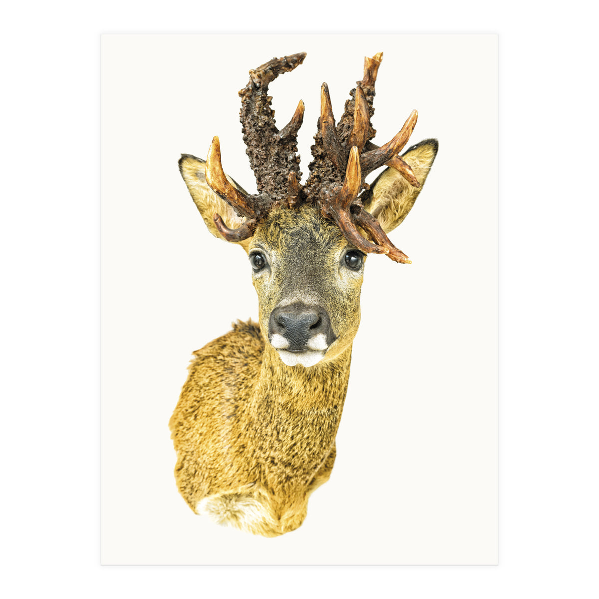 Cc Animal 01 (Print Only)