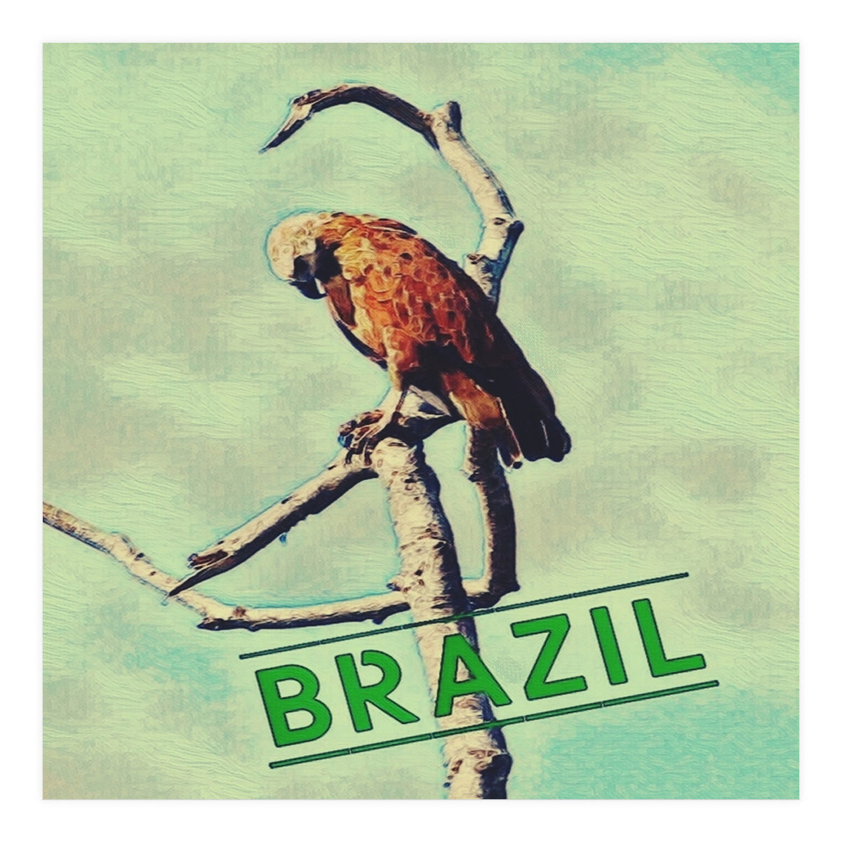Eagle in Brazil (Print Only)