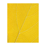 Autumn Leaf (Print Only) thumbnail