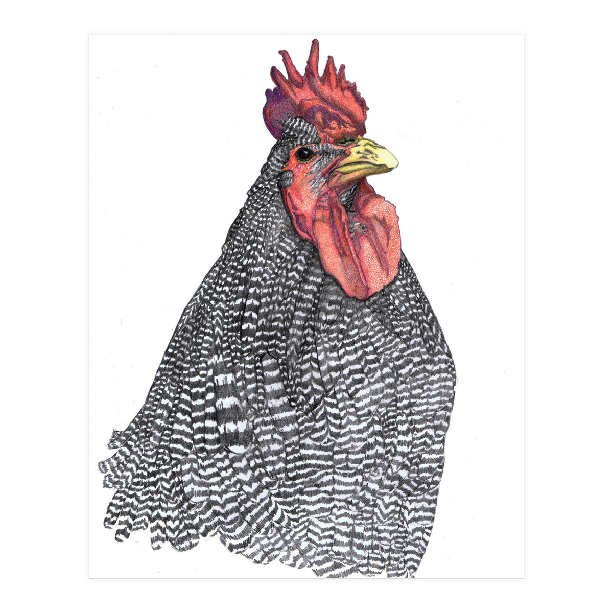 Chicken No.1 (Print Only)