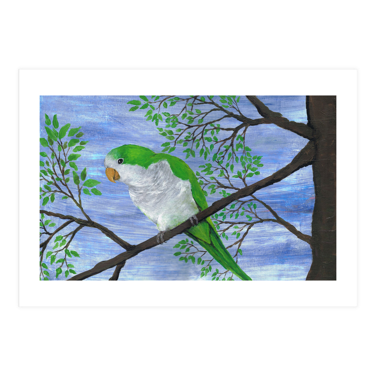Quaker parrot (Print Only)