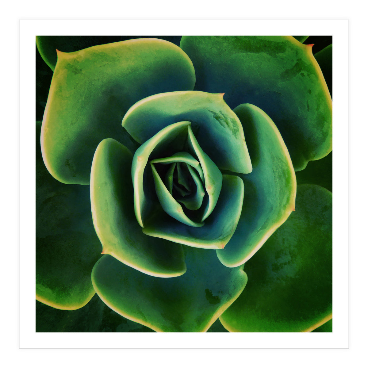 DARKSIDE OF SUCCULENTS XIII (Print Only)