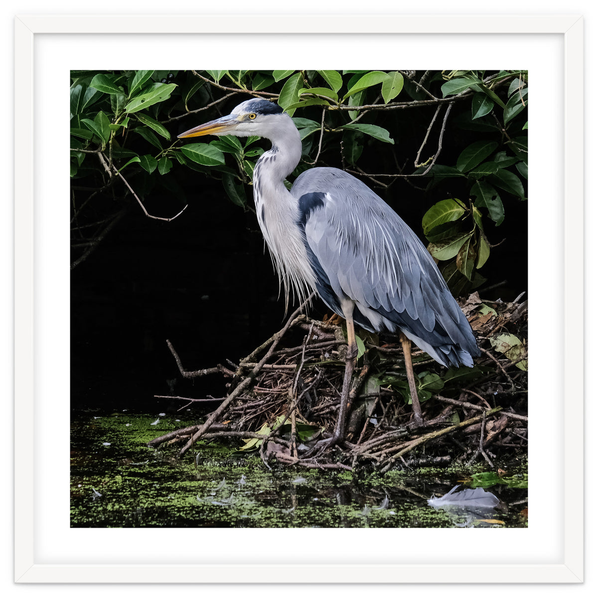 Heron