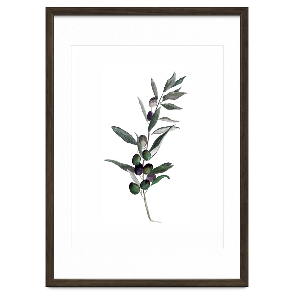 Botanical Illustration Olive