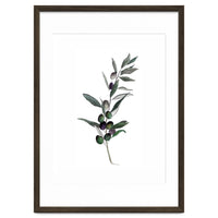 Botanical Illustration Olive