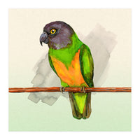 Senegal parrot watercolor (Print Only)