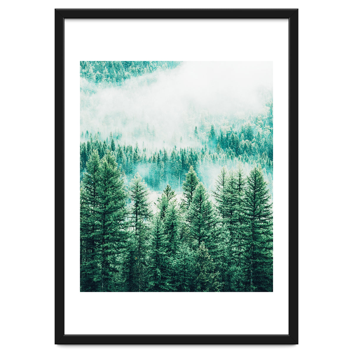 Forest And Fog