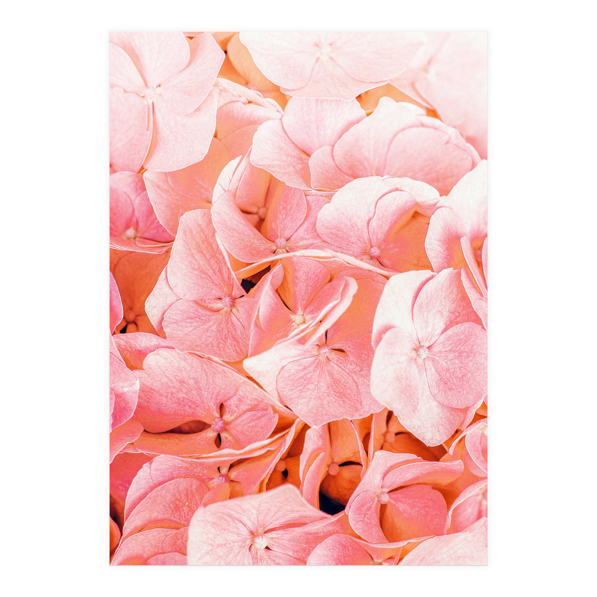 Blushing (Print Only)