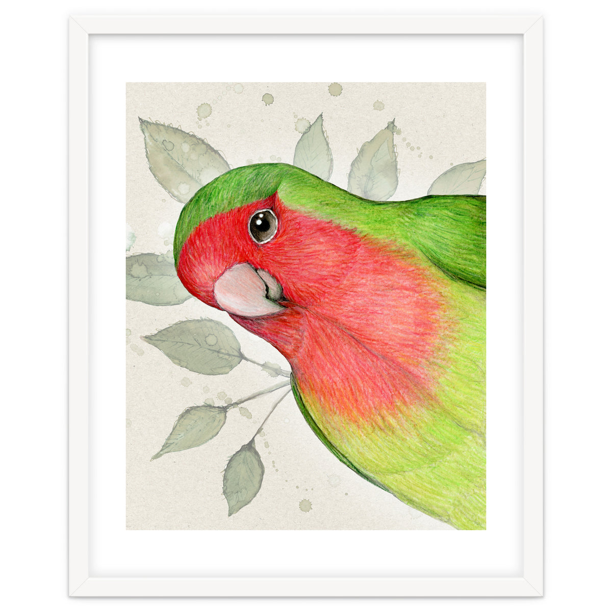 Curious lovebird
