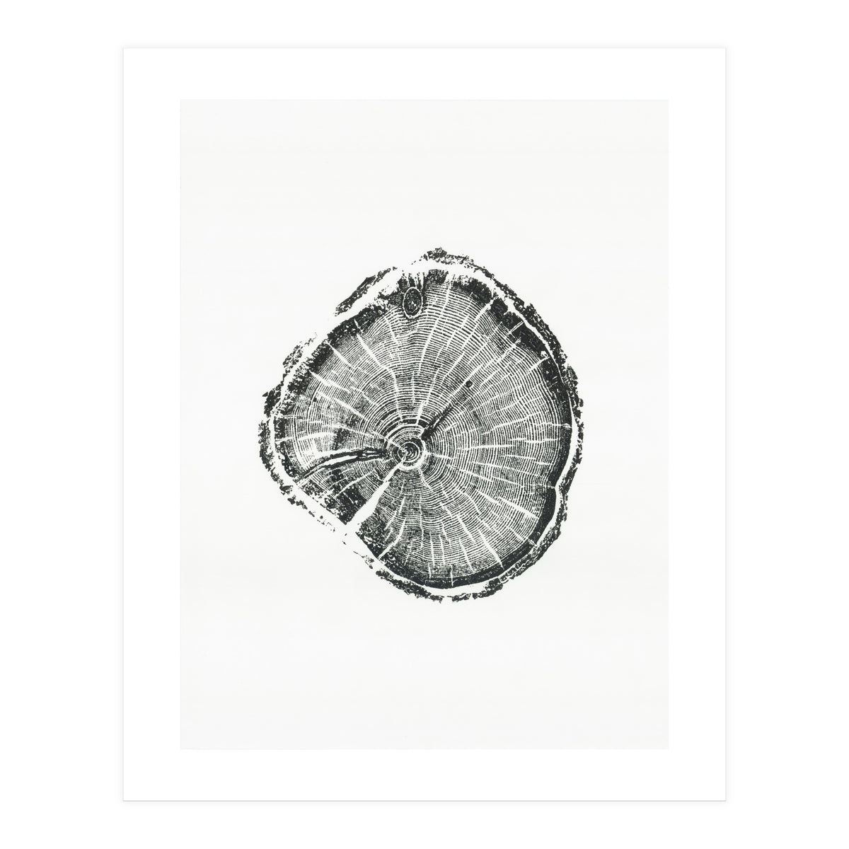Tree Ring Print, Albion Basin, Utah, Pine Tree Print (Print Only)