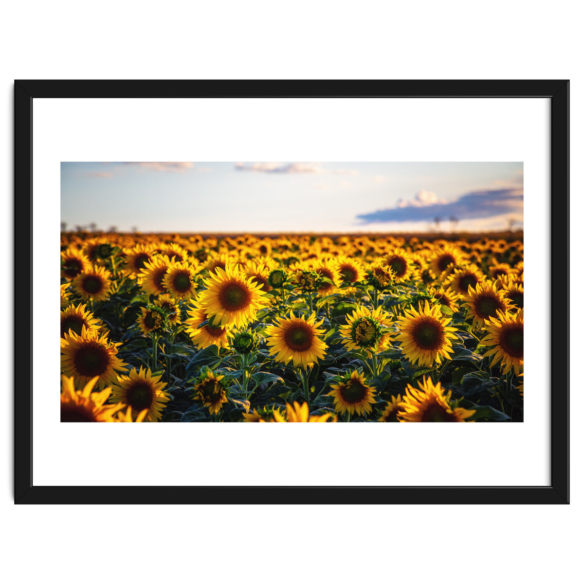 Summer Sunflowers