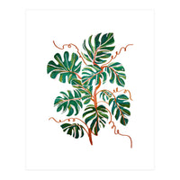 Monstera Deliciosa (Print Only)