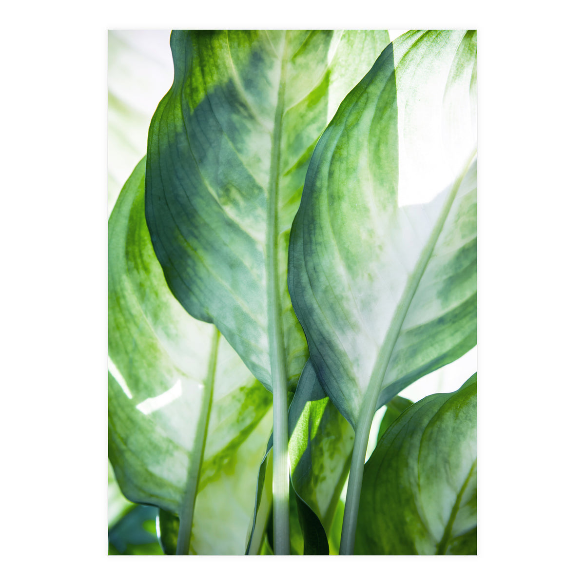 Tropic Abstract (Print Only)